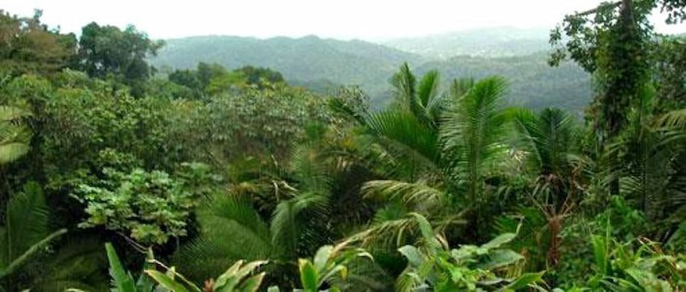 El Yunque