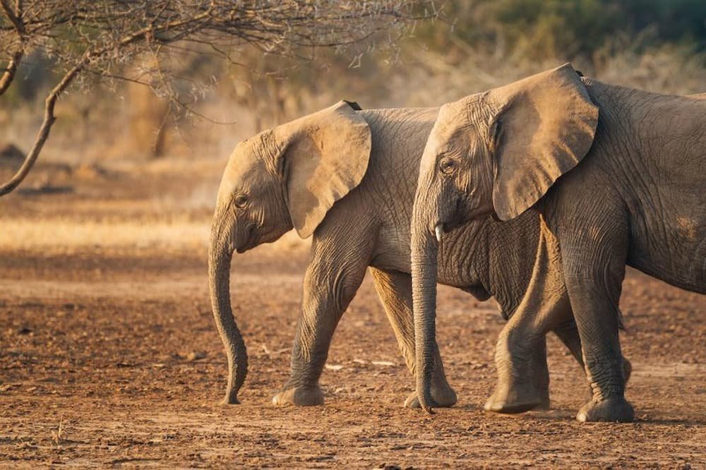 African elephants