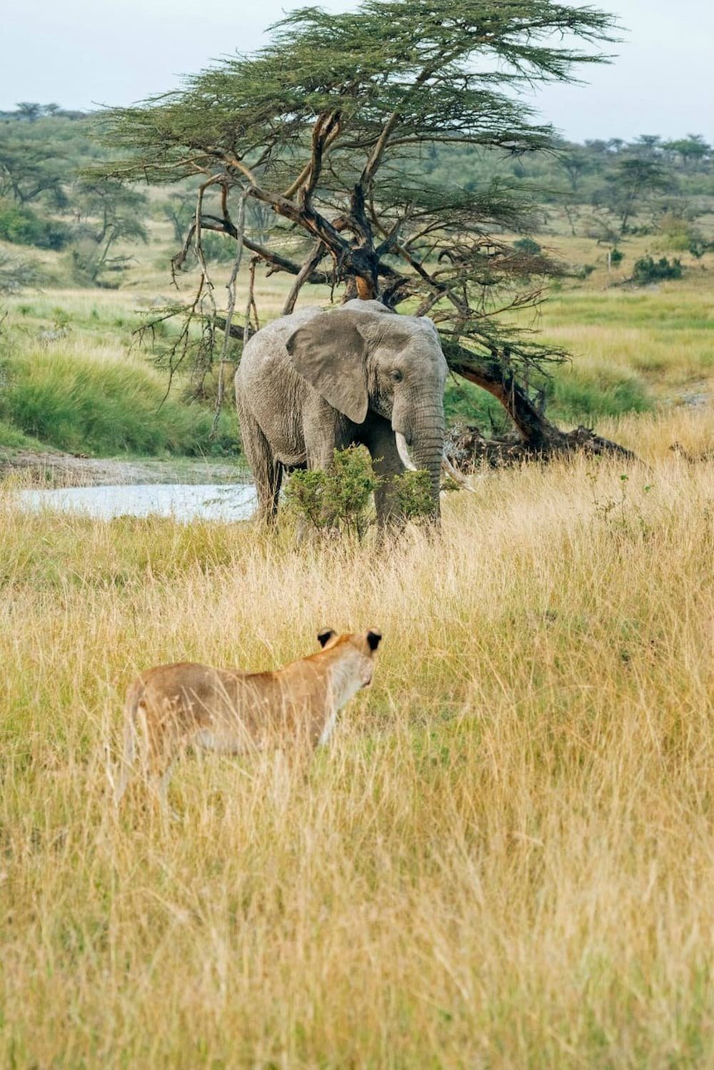 Elephant and lion