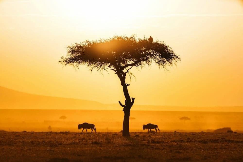 Sunrise over the very iconic Maasai Mara National Reserve