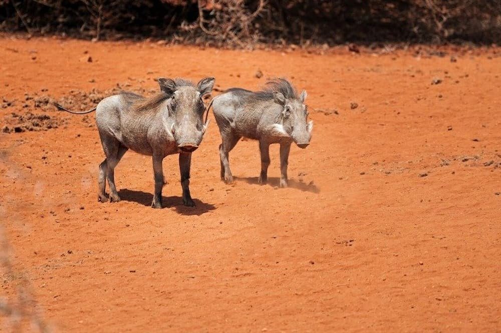 Warthogs