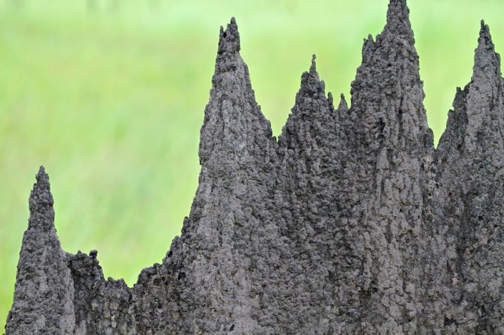 A close up of a magnetic termite mound