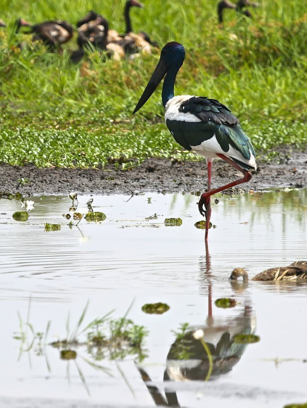 A jabiru at the Yellow Waters billabong in Kakadu National Park