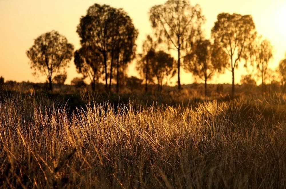 Early Morning Light. Rays of sunrise on the flora at Kata Tjuta
