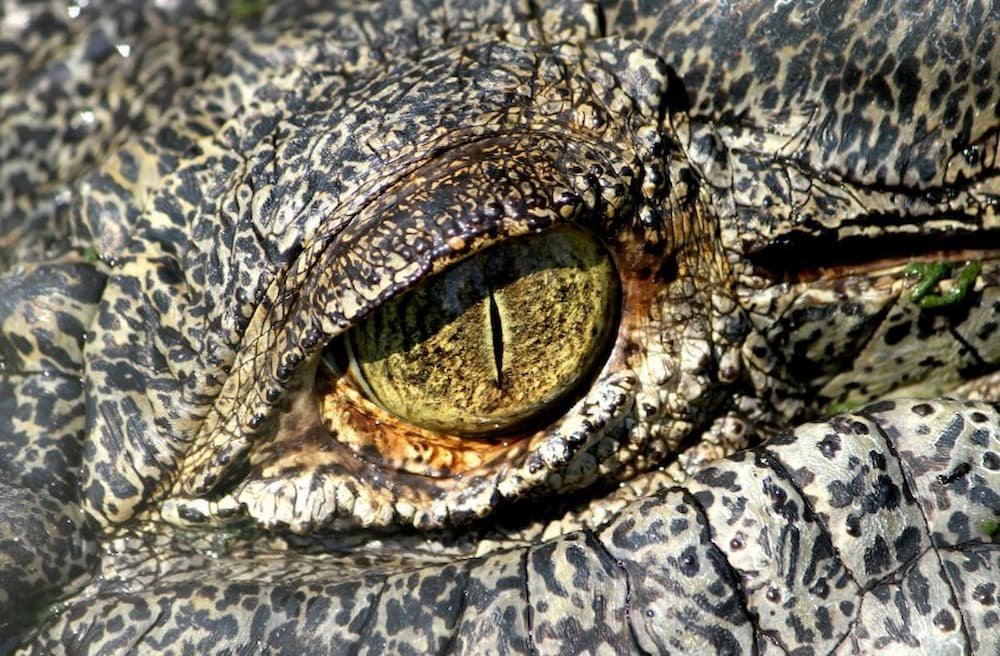 A close-up of a saltwater crocodile (a.k.a. “saltie” in the Northern Territory).
