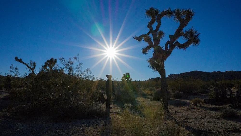 Lisette silhouette at Joshua Tree