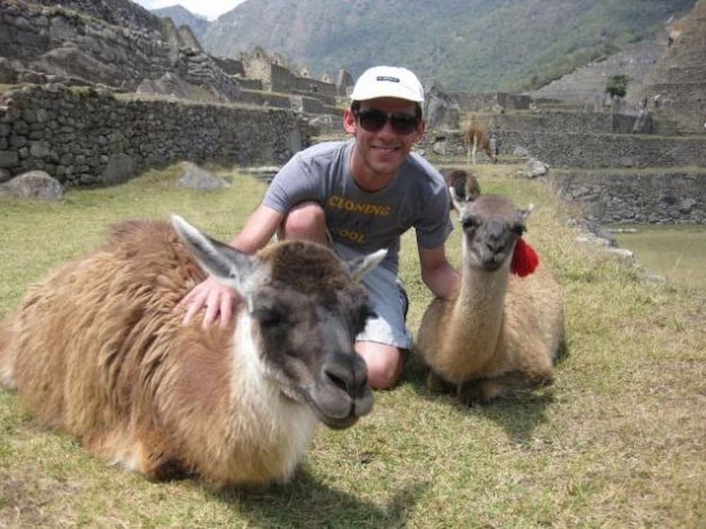 Llamas at Machu Picchu