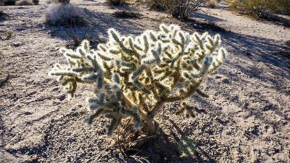 Unique looking plant