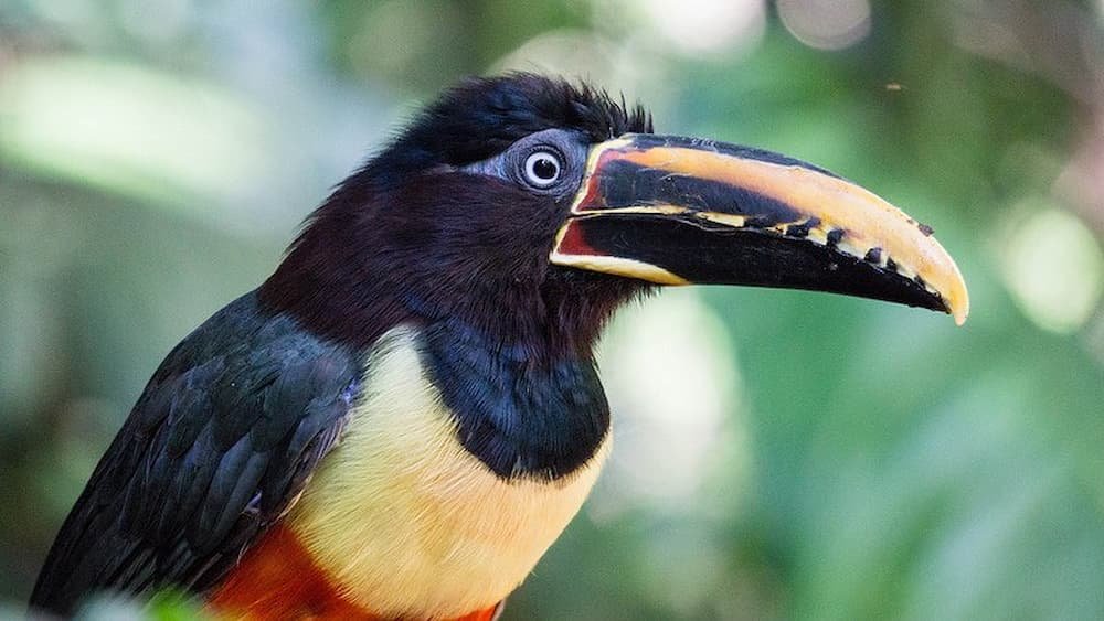 Aracari