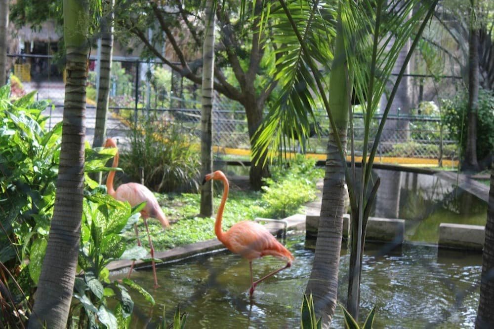 Flamingos