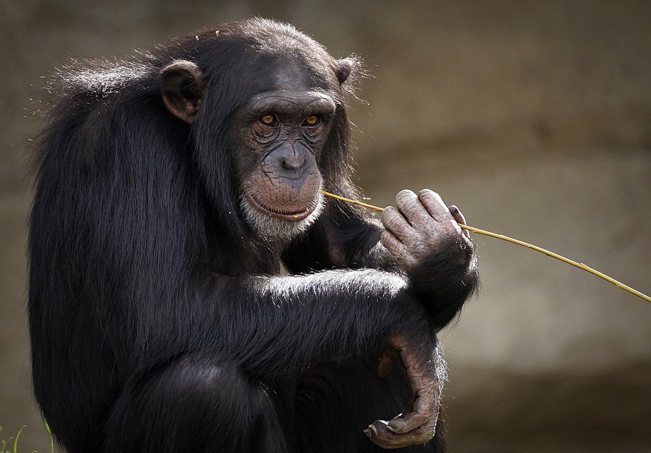 chimpanzee