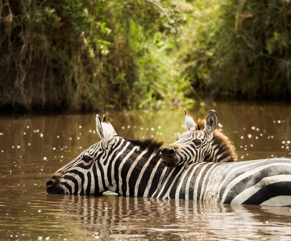 Zebras in a river - Tanzania