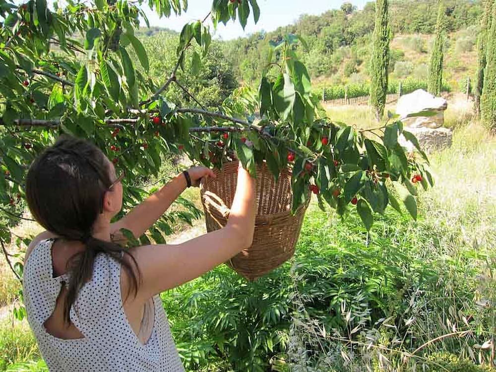 Picking fruit