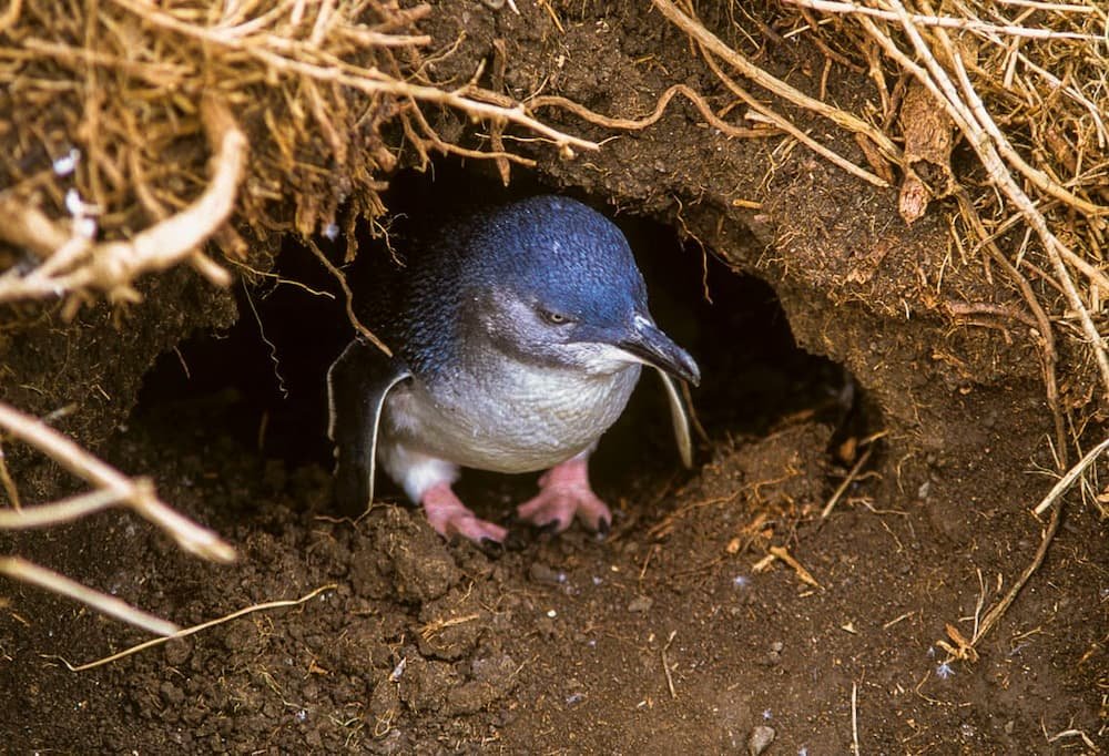 Little Penguins