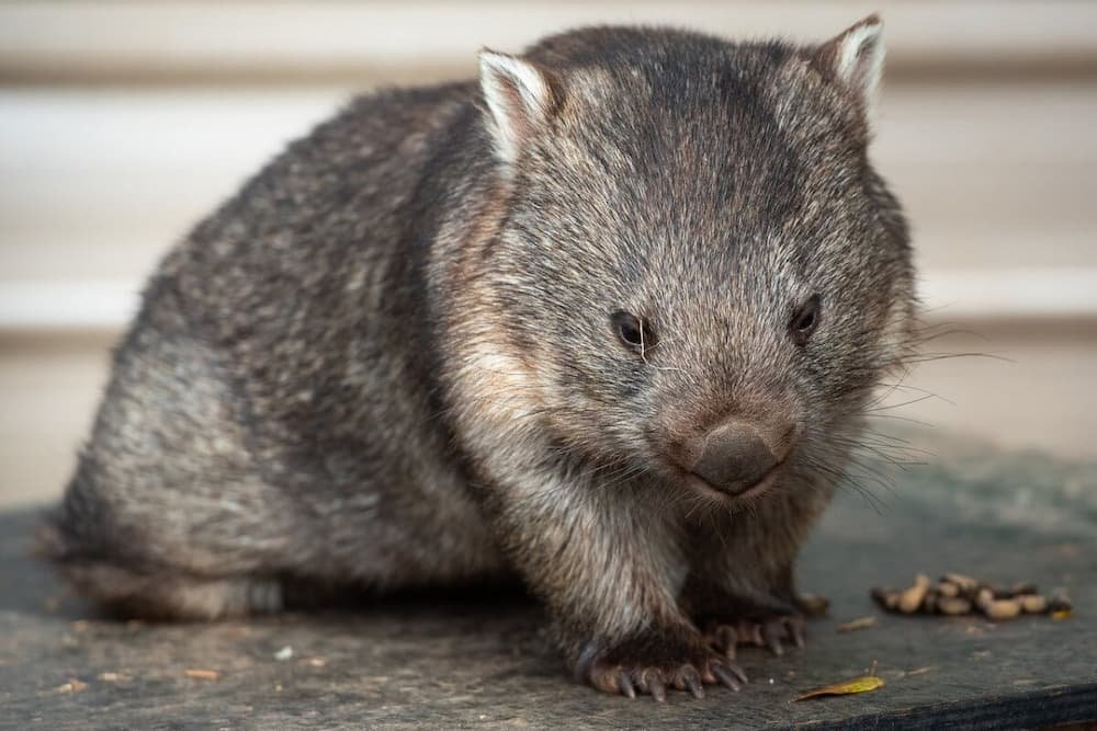 Wombat at the Bonorong Wildlife Sanctuary