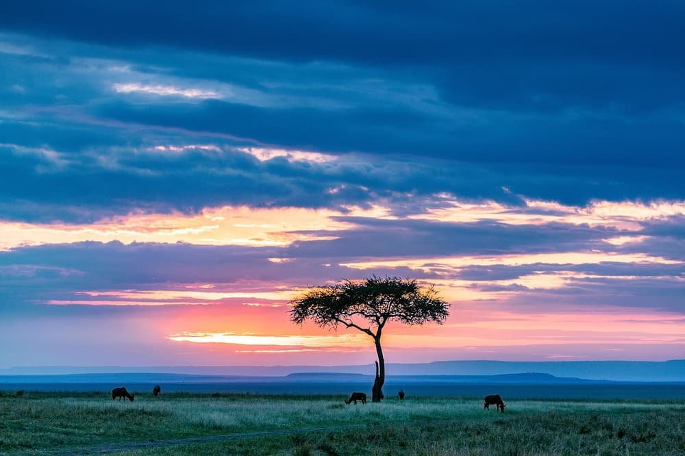 Sunset Masai Mara