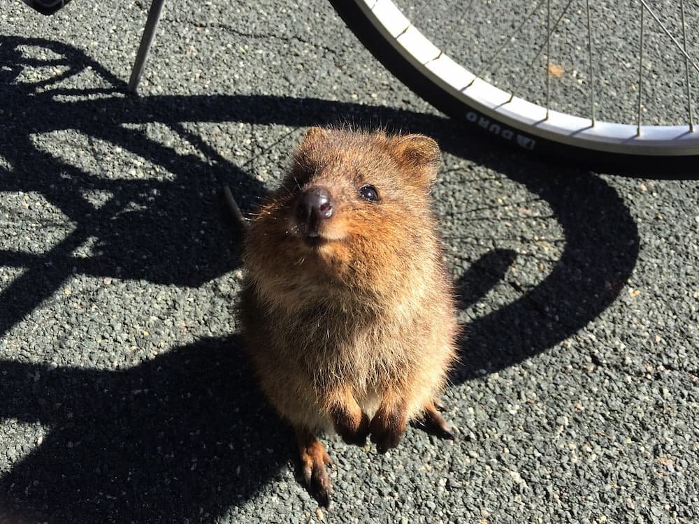 Quokka