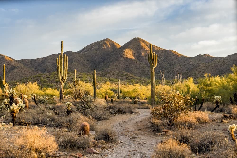 Sonoran Desert