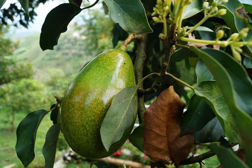 Avocado on a tree