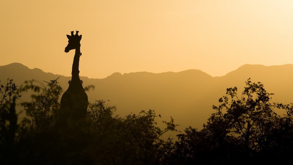 Giraffe silhouette