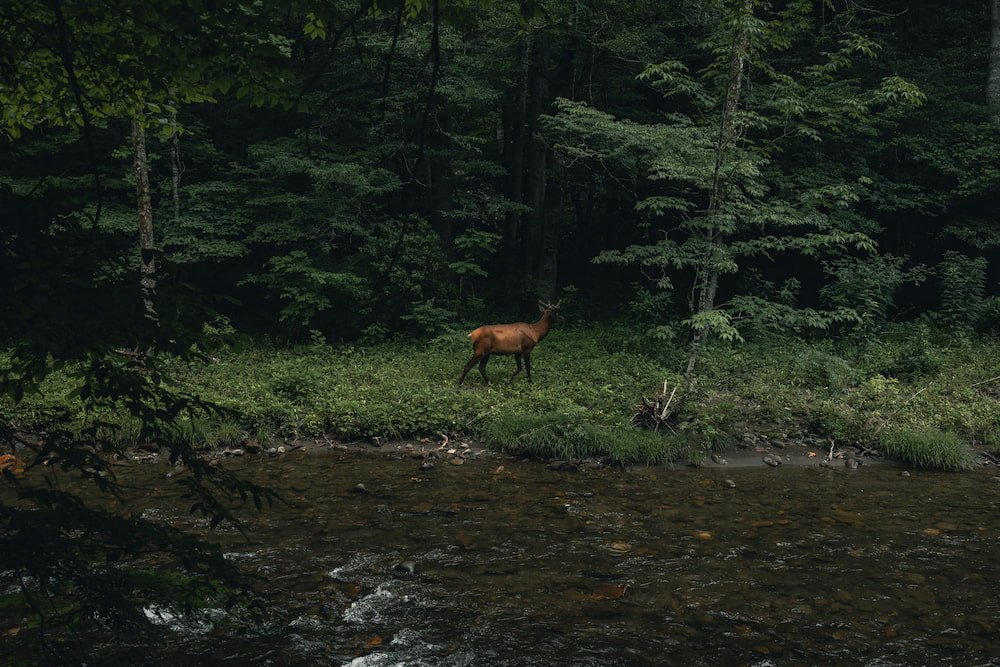 A deer in the Great Smoky Mountains National Park