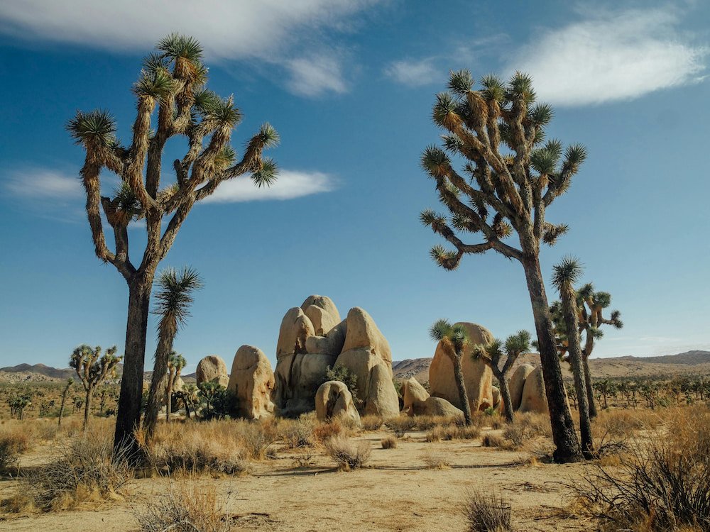 Joshua Tree National Park