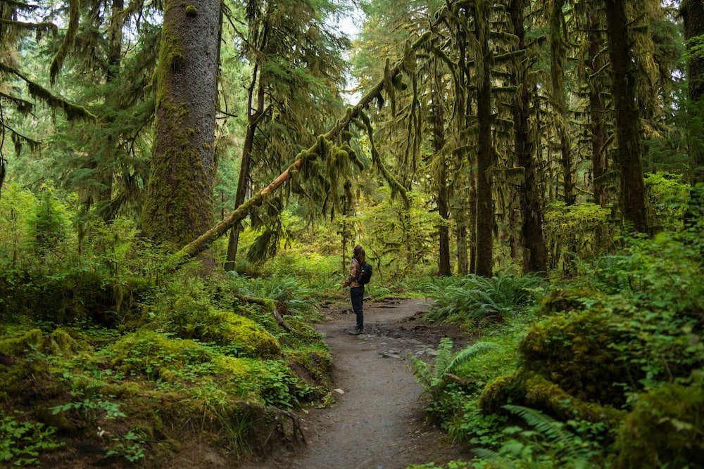 Moss covered trees in Olympic National Park